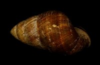 斯文豪氏長蝸牛藏品圖，第1張